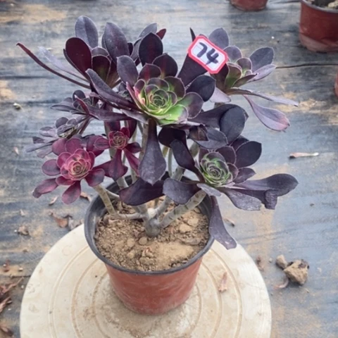 花蝴蝶捧花一物一拍