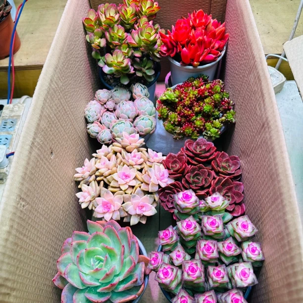 精品老桩多肉组合（今天拍6发8）带盆带土包邮