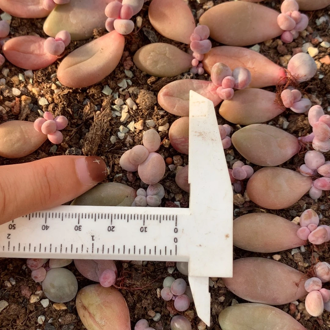 红拉丝锦一颗 不凑满28元发一片叶 不售后 到付