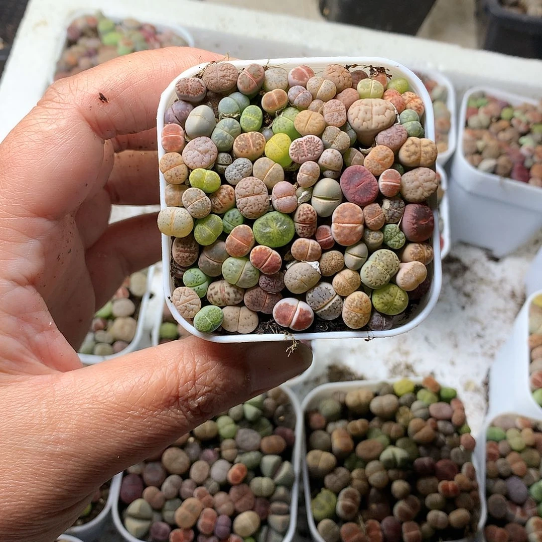 白****yH54多肉植物保护