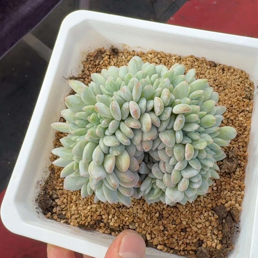 12厘米的尺寸一物一拍的