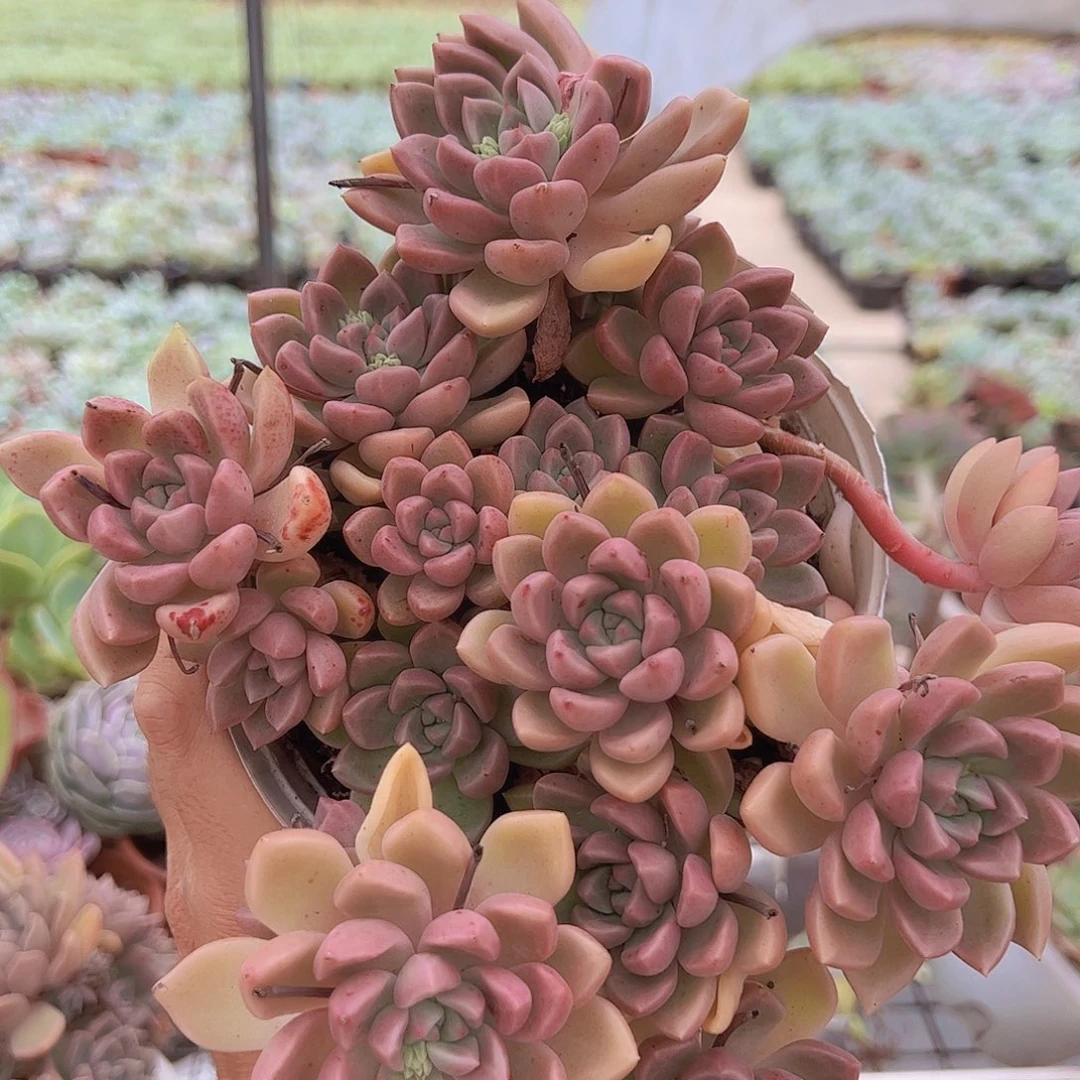 油漆桶多头大盆老桩精品