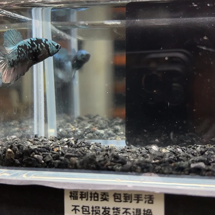 斗鱼竞拍跑单拉黑25日98