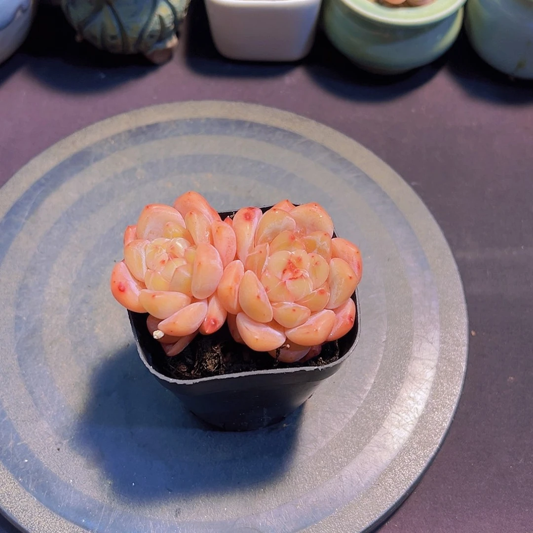 布**寳雪魄，多肉植物，