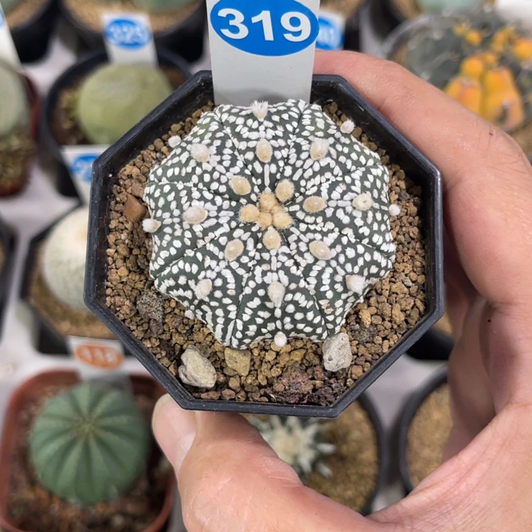 319实生海星超兜带盆带土