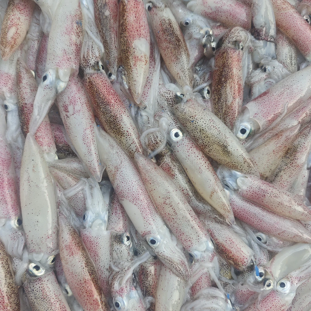 优质鱿鱼 约1500g/份