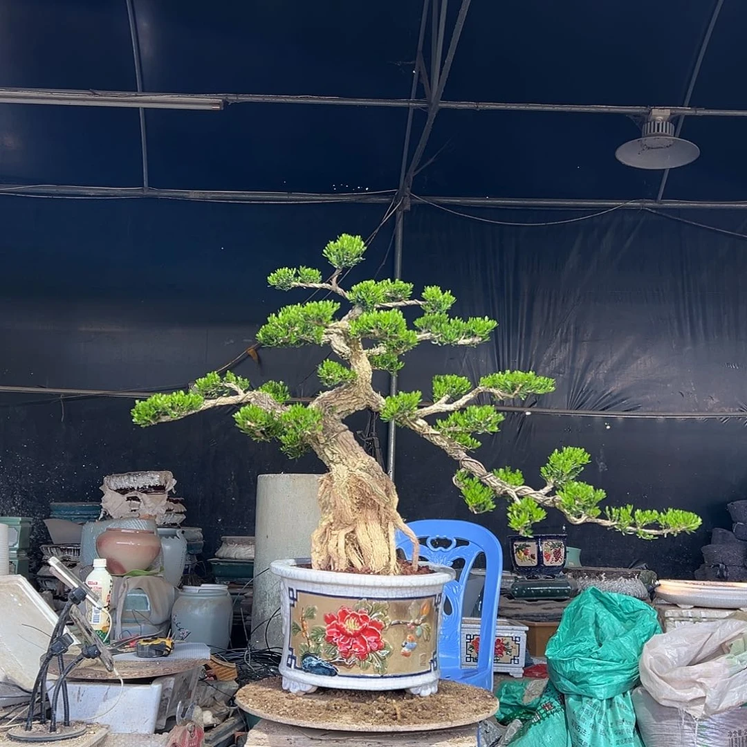 无花朵广东雀舌黄杨盆景