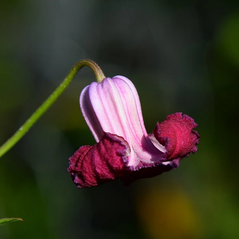 三类铃铛 红公主 重剪 适合地栽 爬藤庭院花卉 盆栽观花植物