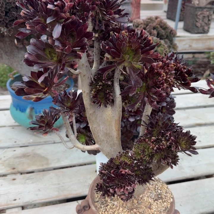 多肉葡萄等经济果品中具有优良特性优良