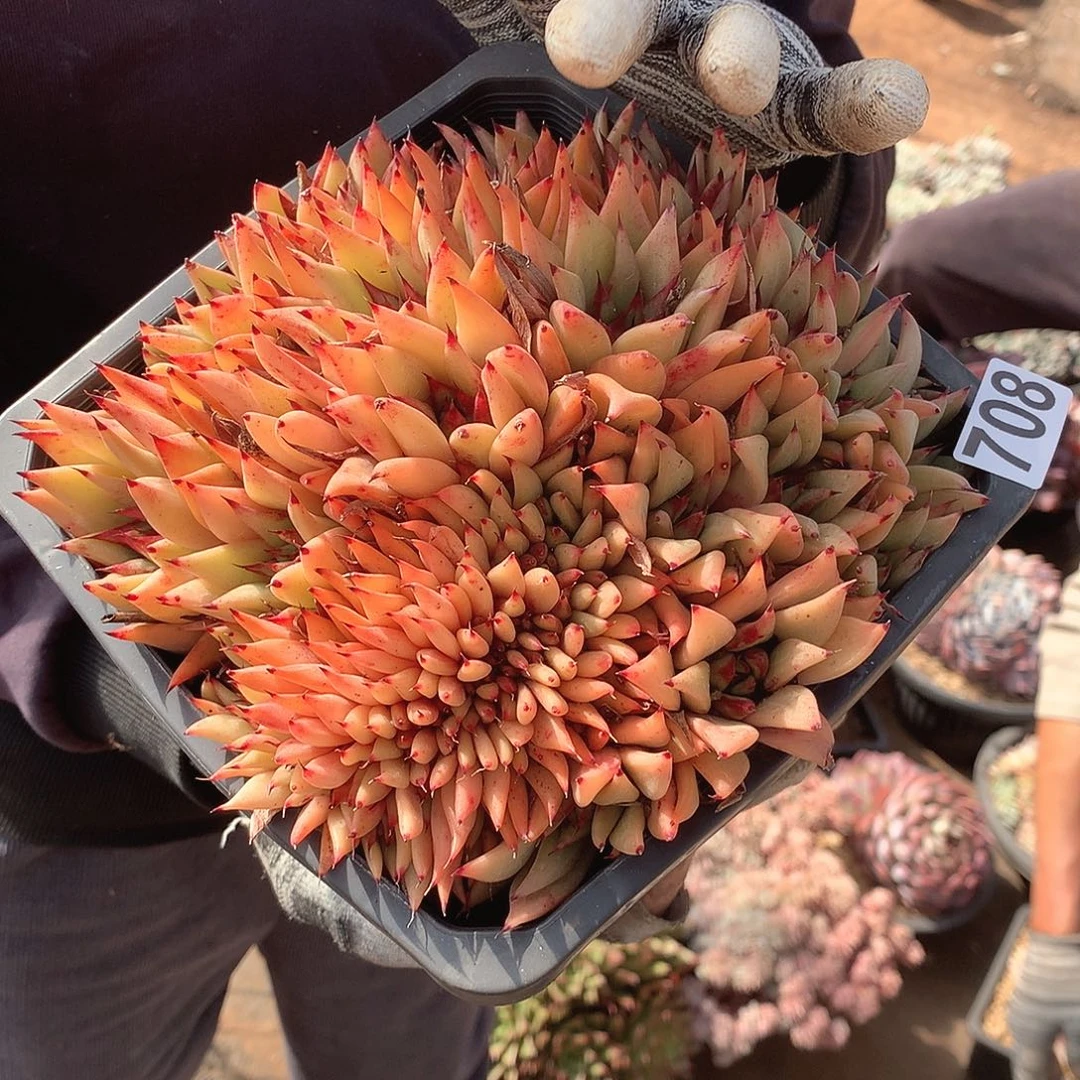 708缀化 一物一拍多肉