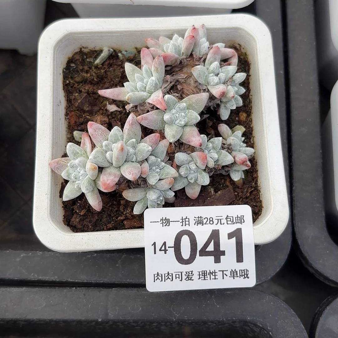 白菊无盆土发货无