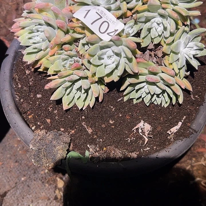 *****仙女杯白雪多肉植物杂交