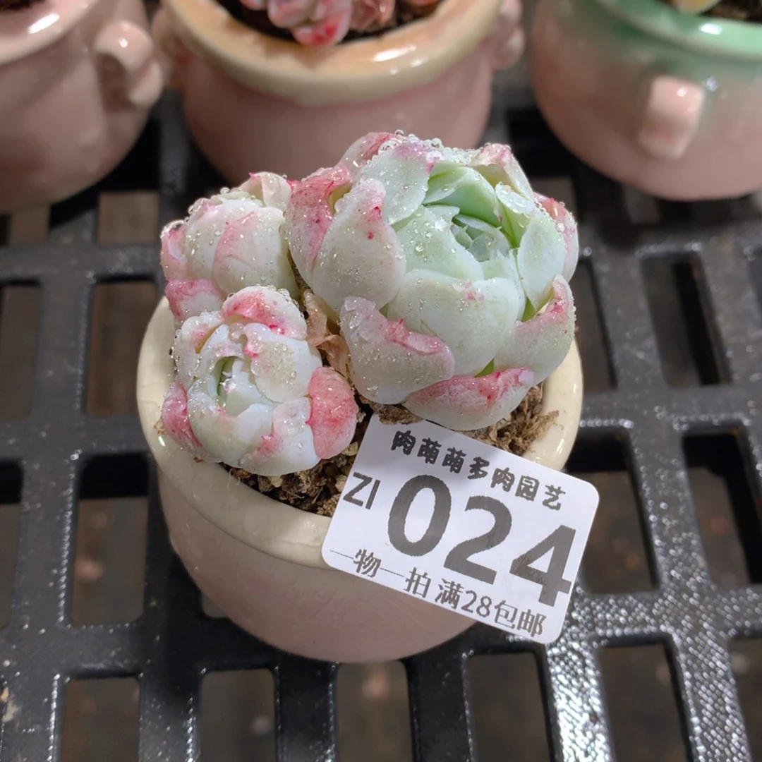 肉萌萌拇指盆精控多肉ZI024