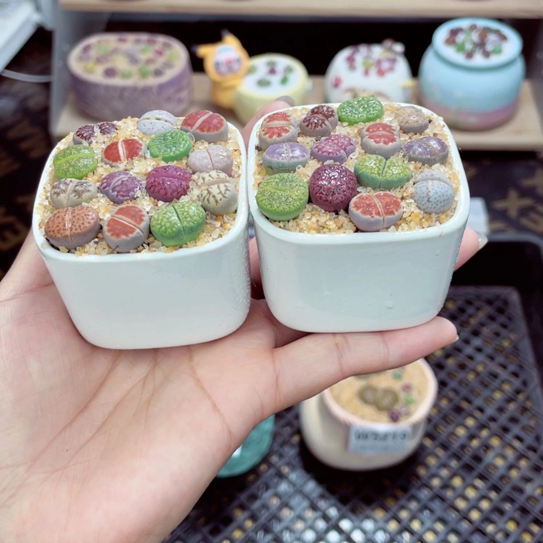 w5222 带盆土发货一物一拍