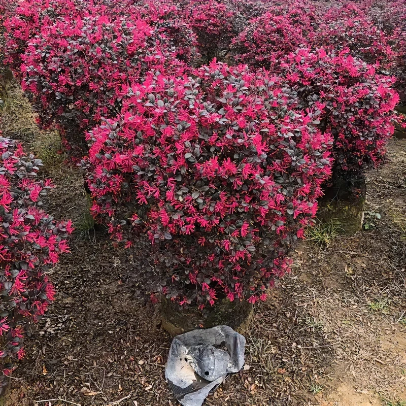 红花继木球红花檵木老桩庭院园林绿化带工程苗木耐寒耐热植物花卉