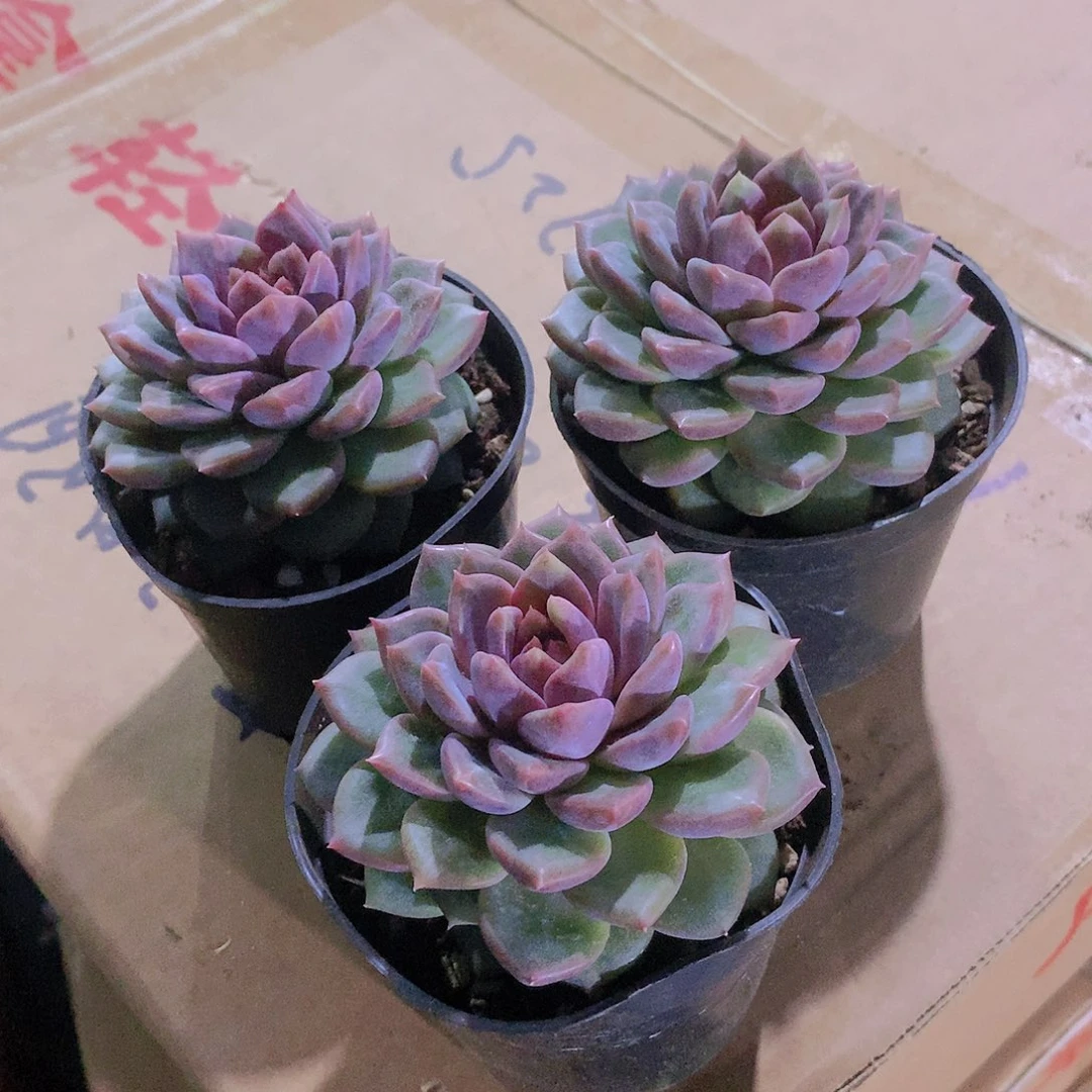 紫雪788448788484777777