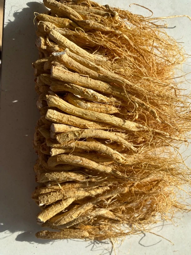 ZOCI长白山人参丁须优质品质精挑货无磺正宗东北人参滋补产地直销