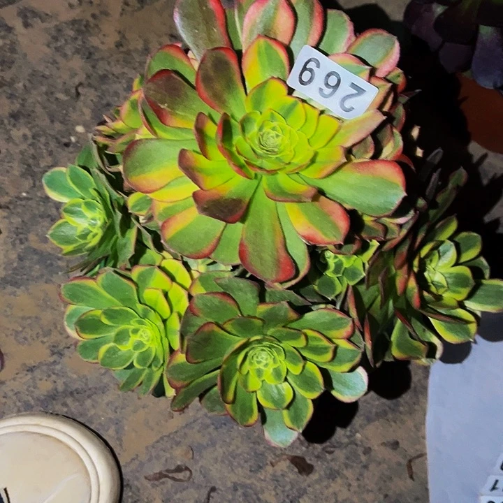 269奶白多肉植物