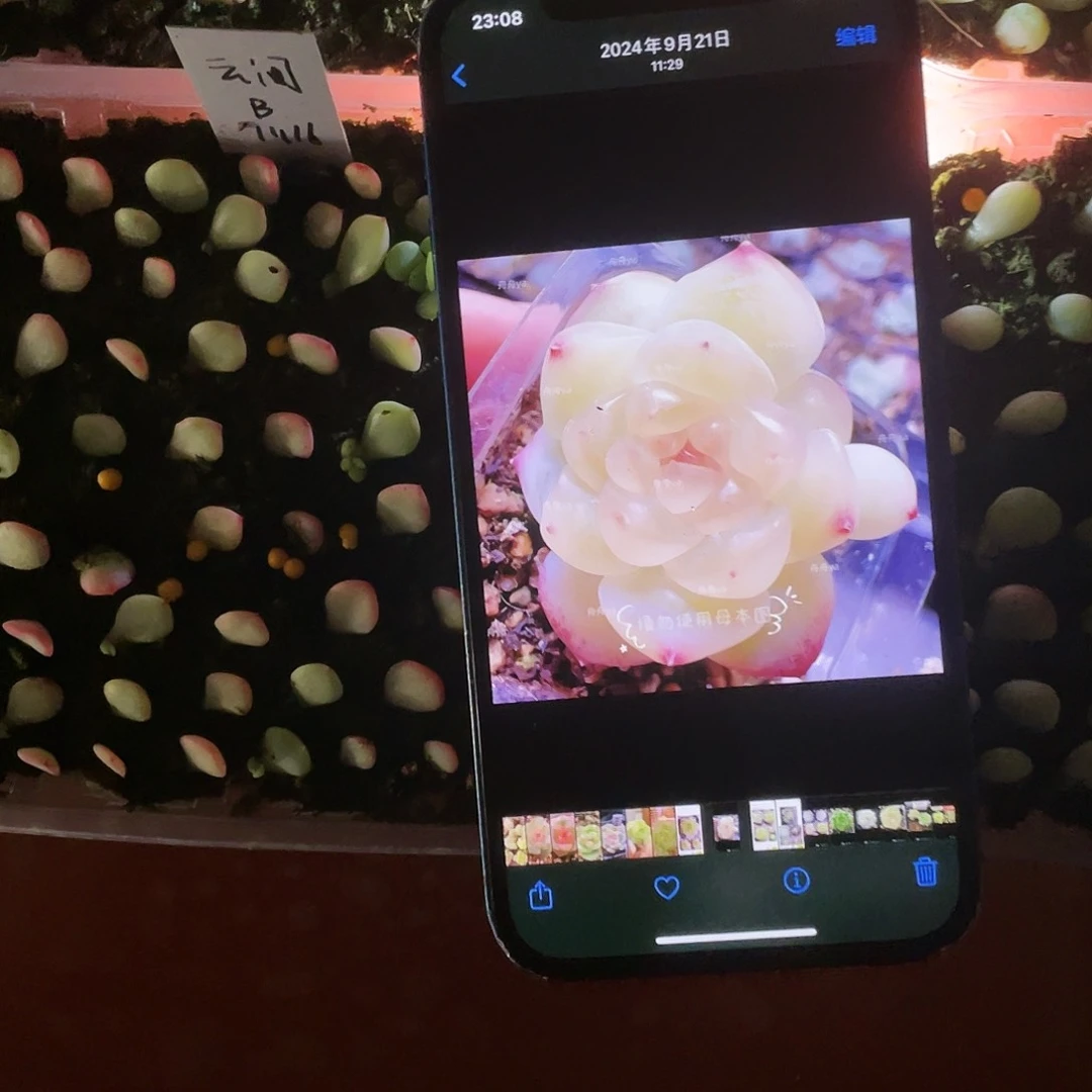 云间芝麻苗一个满25包邮