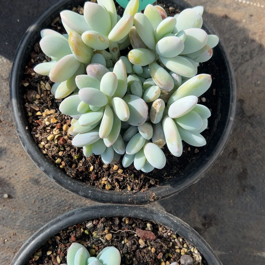 追*去多肉植物一物一拍