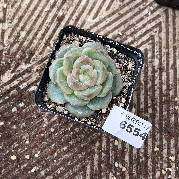 阿雅园艺。       6554