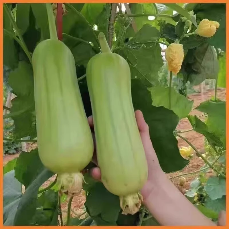 【小钱哥专属】湘西高山白玉丝瓜