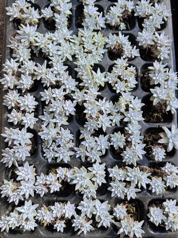 白菊土球50颗（以直播间展示为准）