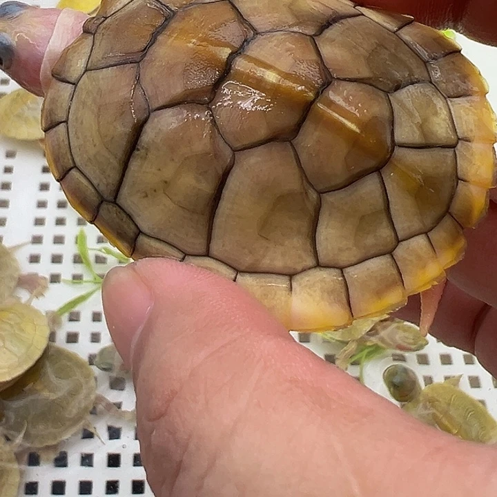 绿毛龟母焦糖1111