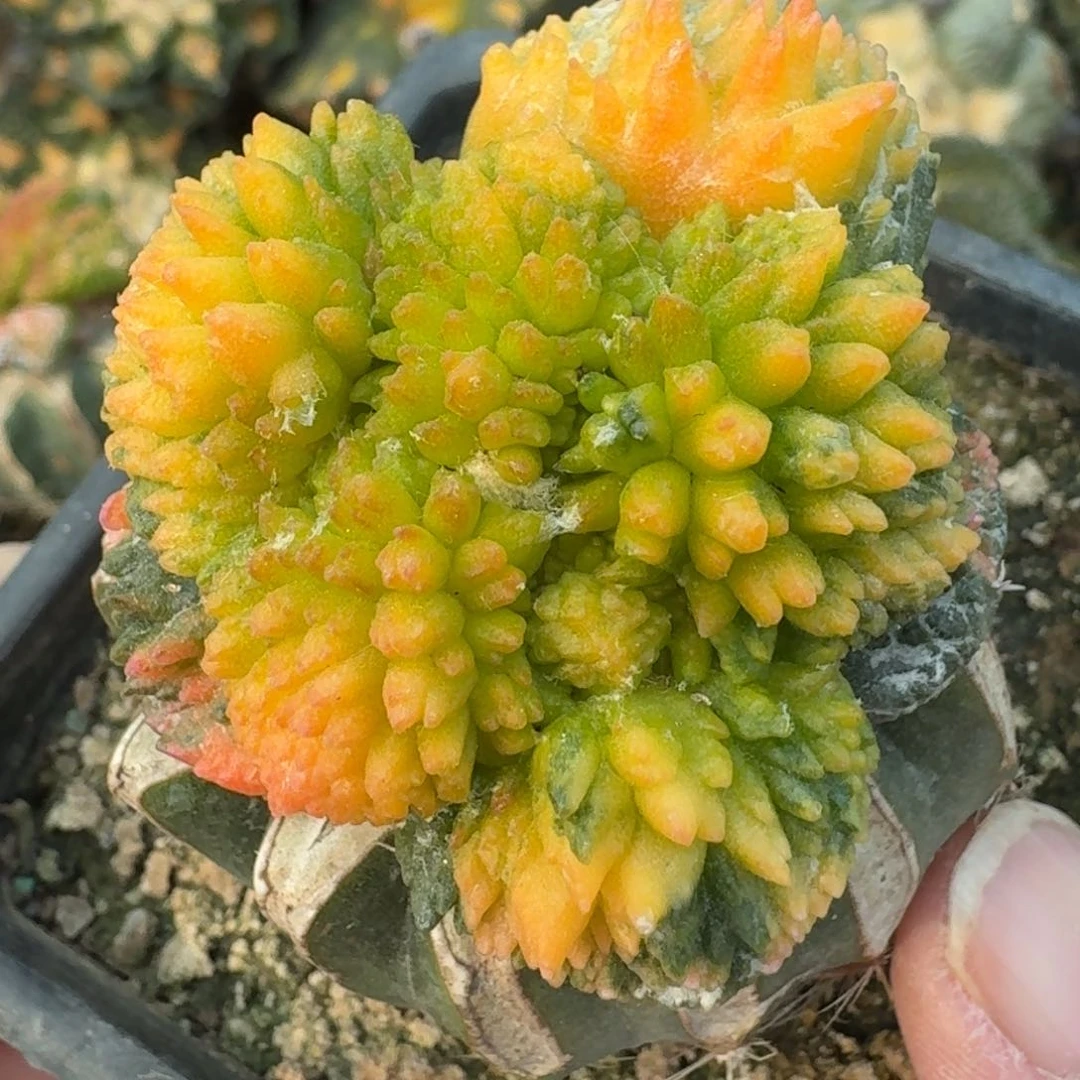 【闪购商品】炸尤哥斯拉花锦066