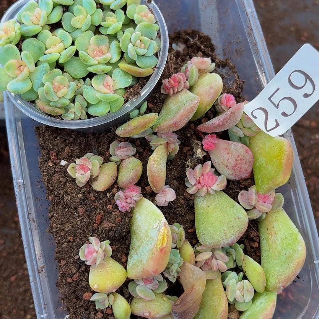 大*子多肉植物多肉植物259