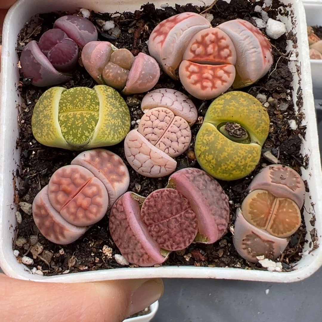 2.24好看的多肉脱土发货007