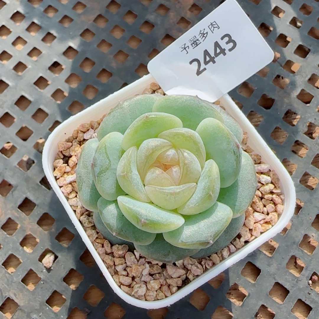 奶油黄桃，2443多肉植物
