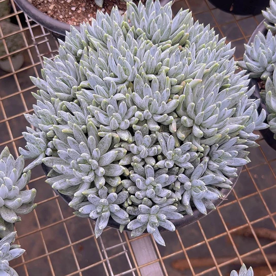 炫彩星捧花11111111