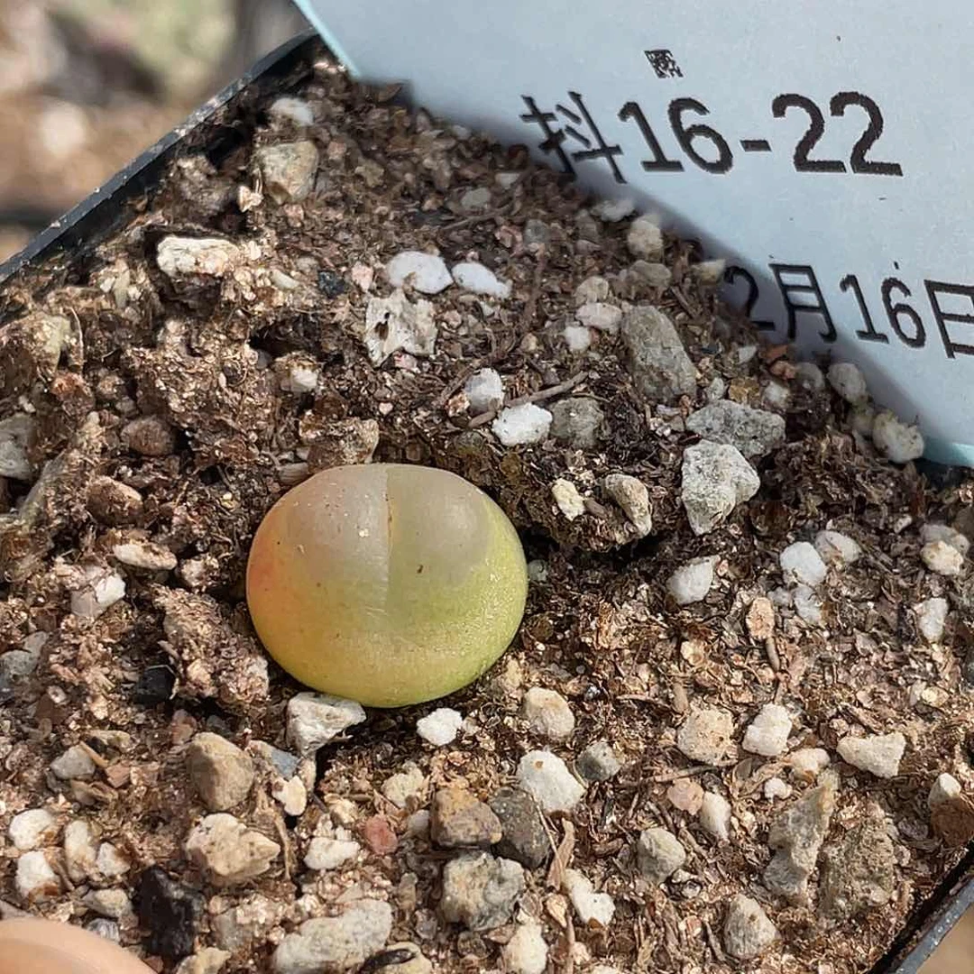 16-22拉登多肉植物