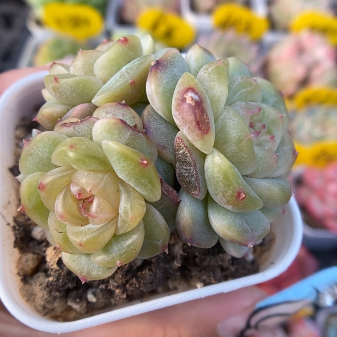 微瑕荔枝甜心群生1033号