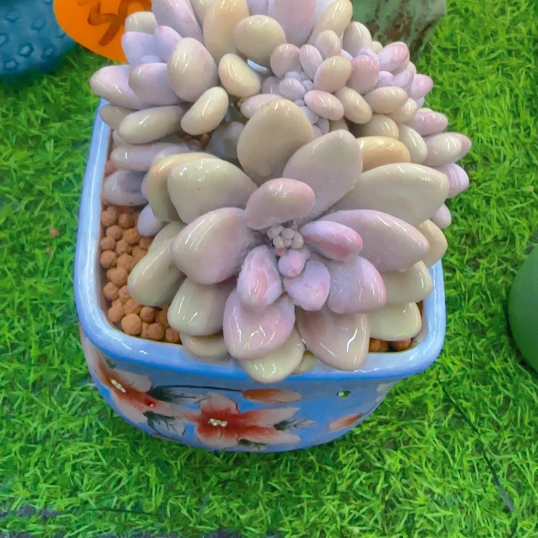 路*301多肉植物一物一拍
