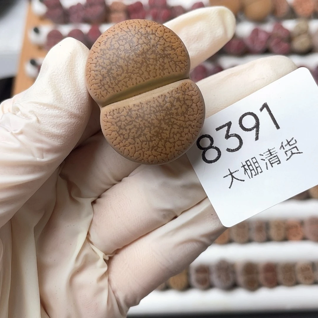 8391大棚清仓甩卖了3.8