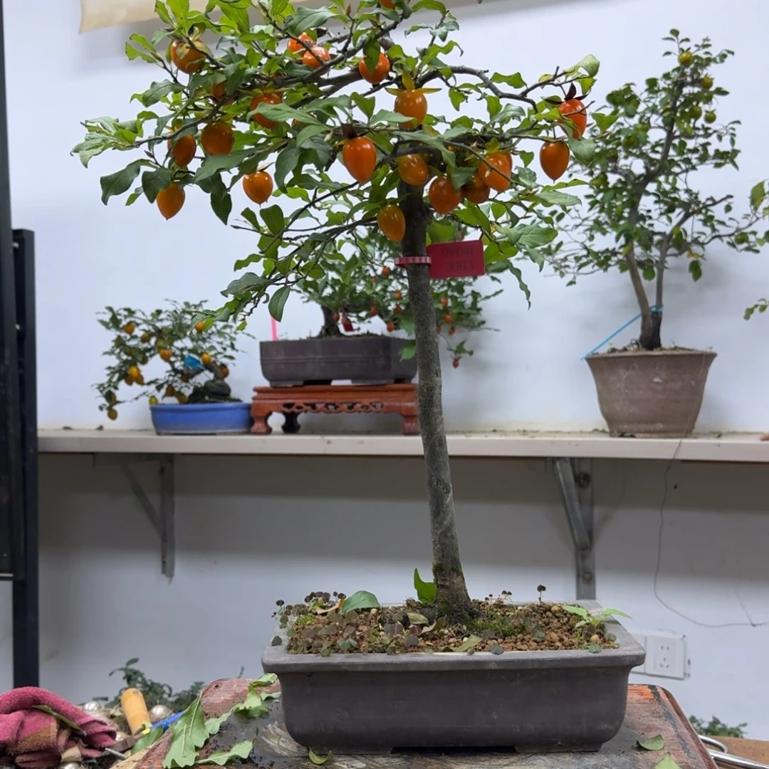 无花朵566顺丰到付不包邮