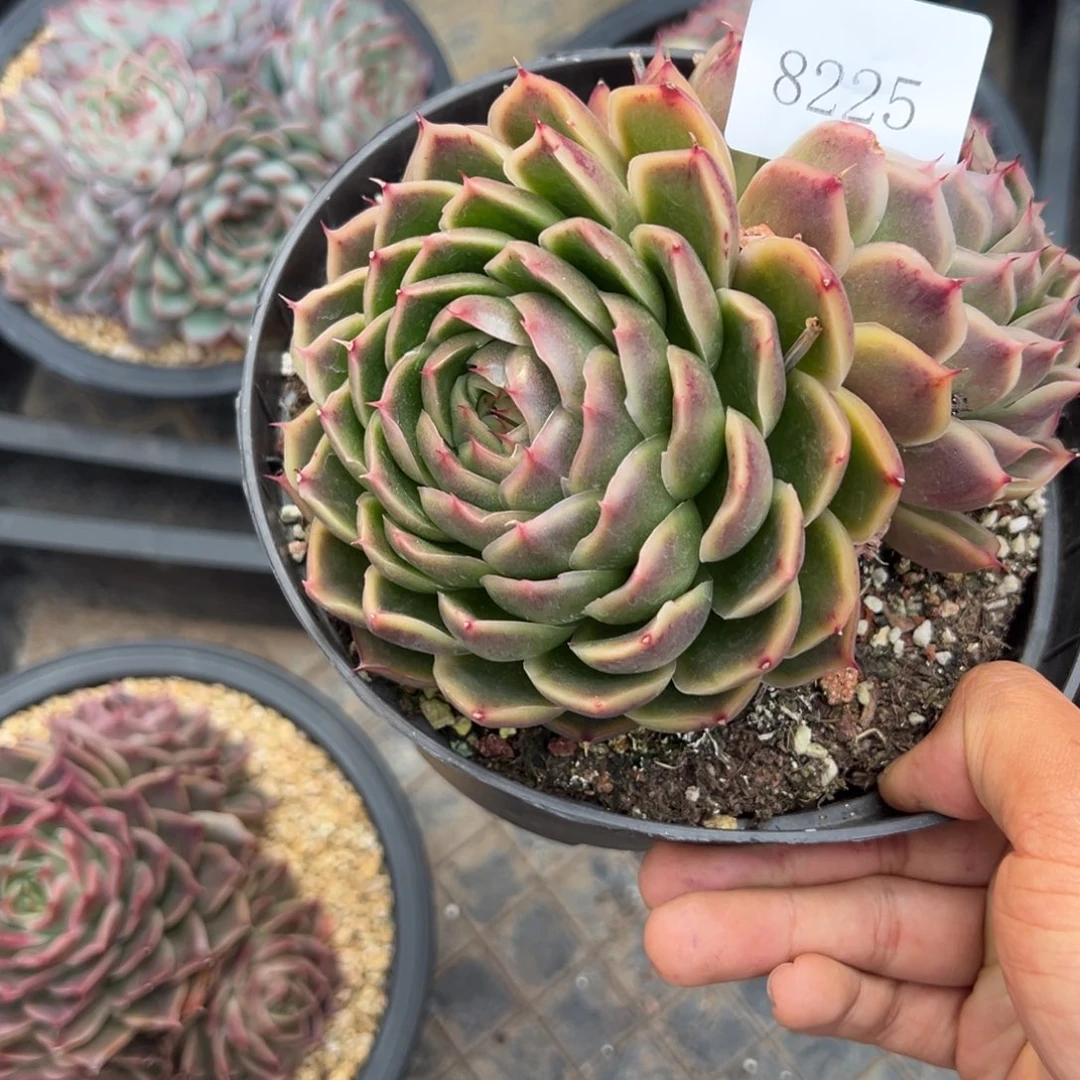 A**a8225多肉多多多多