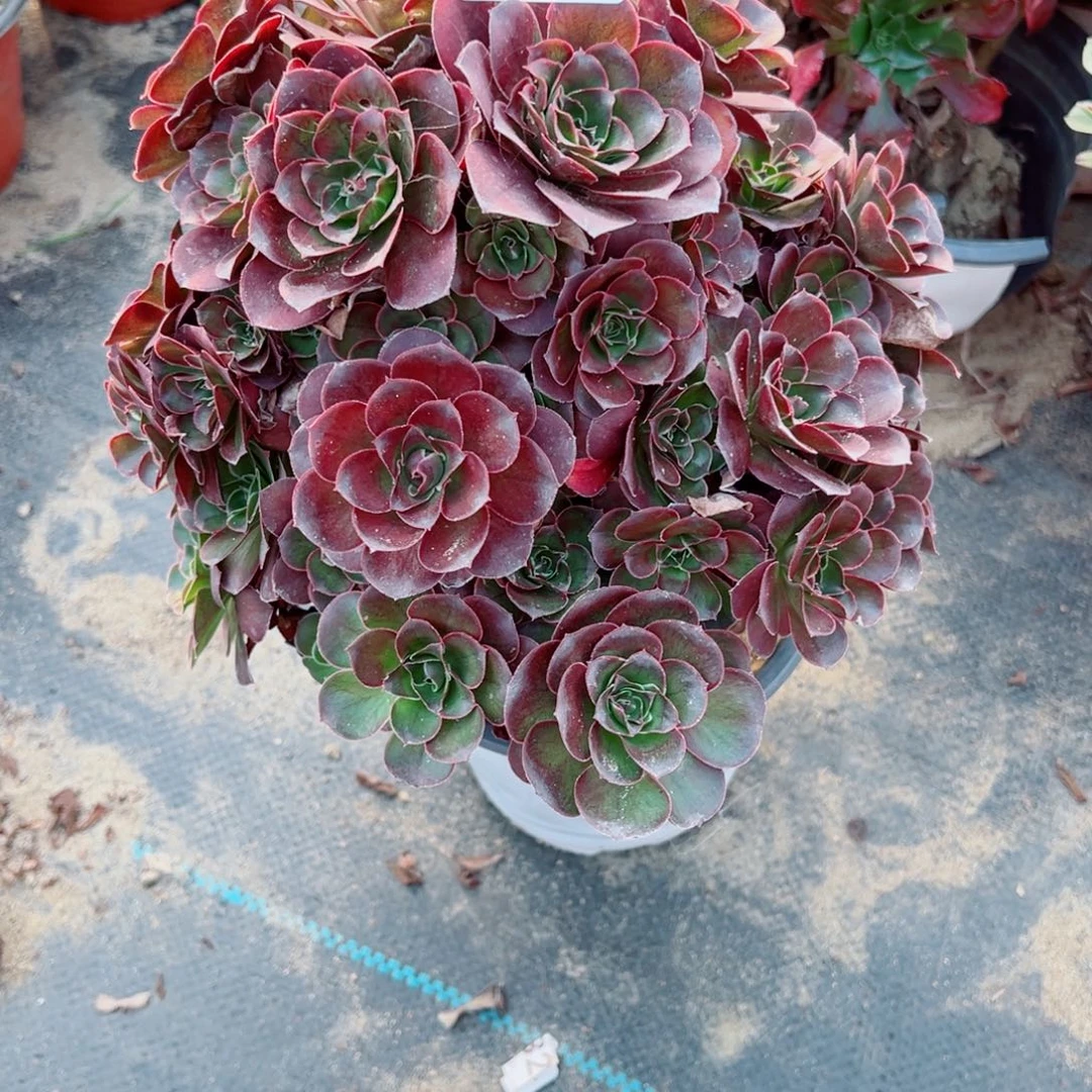 131玫金玫瑰多肉植物法师