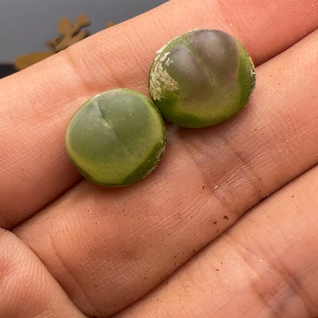 【闪购商品】000000015拉登