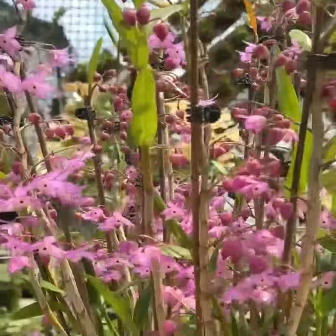 重唇石斛兰花朵水仙花娇小可爱适合造景养花室内外花卉盆栽好养