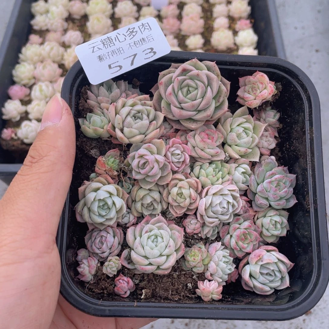 云糖心多肉植物573