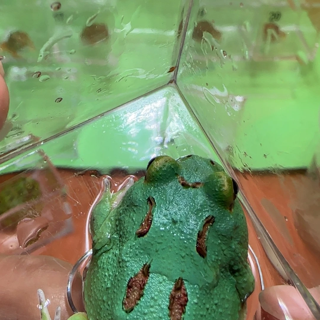 蓝薄荷角蛙非常蓝