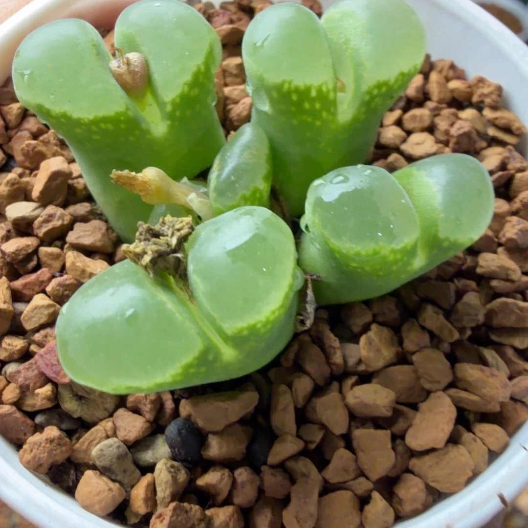 精品群生5头福利748号