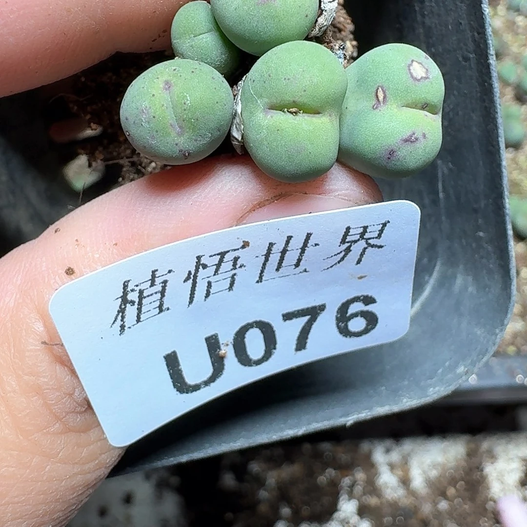 076号多肉植物哇f vv