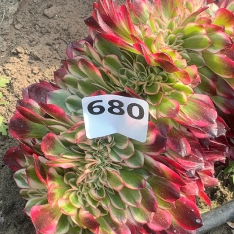 用**梅680681两颗倾城缀16-49