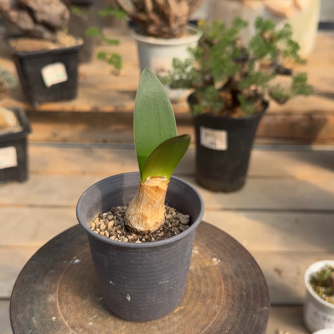 68灯台百合块根植物