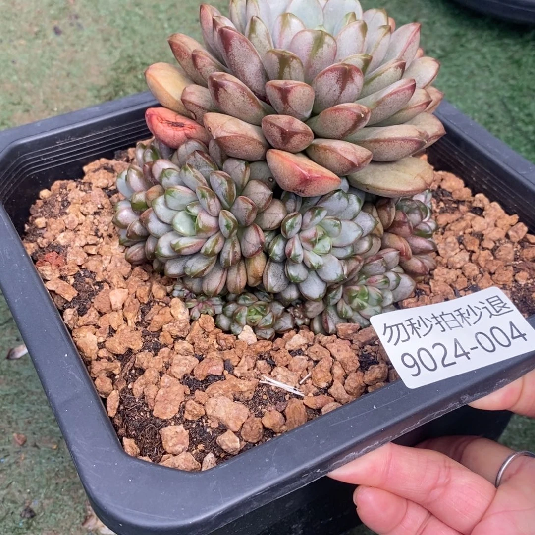 勿秒拍秒退 9024-4葡萄