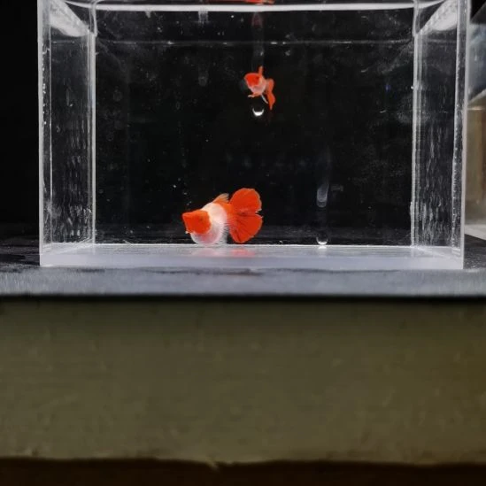 孔雀鱼编号48红头玻璃猫